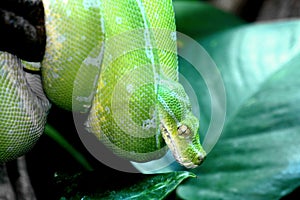 Green tree python in the terrarium in Germany