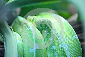 Green tree python in the terrarium in Germany