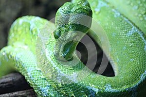 Green tree python in the terrarium in Germany