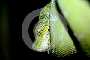 Green tree python in the terrarium in Germany