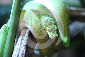 Green tree python in the terrarium in Germany