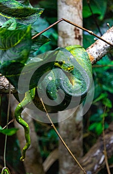 Green Tree Python on a tree branch