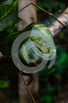 Green Tree Python on a tree branch