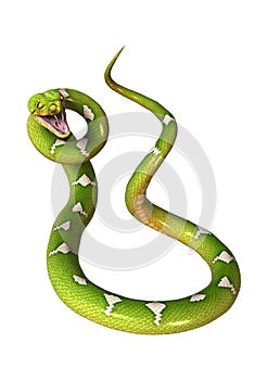 Green Tree Python on White