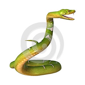 Green Tree Python on White