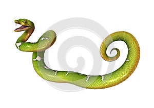 Green Tree Python on White