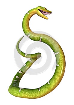 Green Tree Python on White