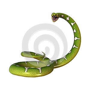 Green Tree Python on White