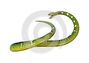 Green Tree Python on White