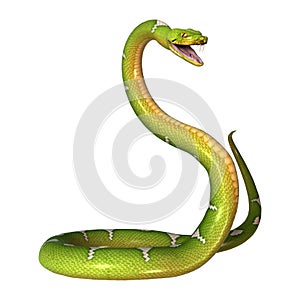 Green Tree Python on White