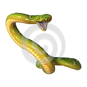 Green Tree Python on White