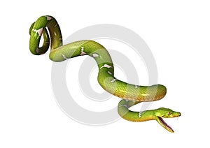 Green Tree Python on White