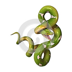 Green Tree Python on White