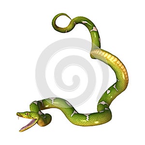 Green Tree Python on White