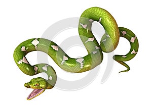Green Tree Python on White