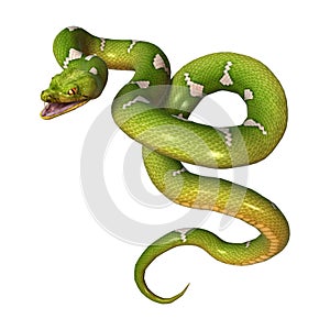 Green Tree Python on White