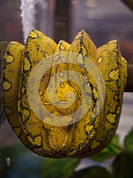 Green Tree Python yellow phase