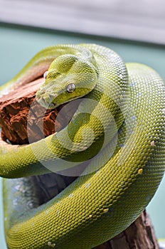 Green tree python2