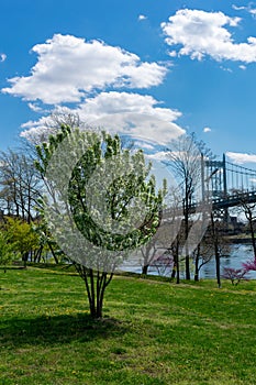 Green Tree on the Riverfront of Randalls and Wards Islands with Colorful Plants and Flowers during Spring with a view of the Tribo