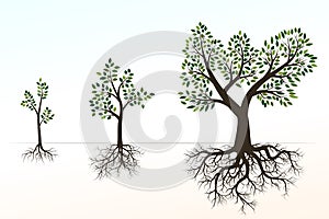 Green Tree with Roots. Vector Illustration. Shape of Tree and R