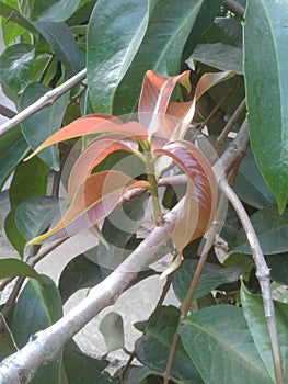 Green tree ropical home fruit photo