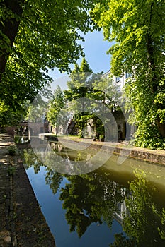 Green tree scenery at nieuwegracht along the canal photo