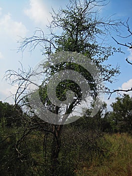 GREEN TREE WITH SCRAGGLY BRANCHES