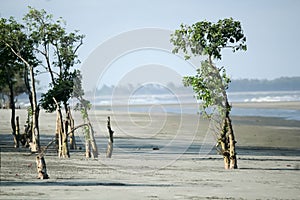 Green tree at sea beach side standing on sand in blue sky and distant horizon over ocean water. Tropical Landscape scenery