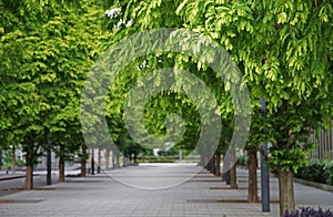 Green tree sidewalk