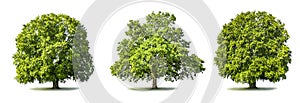 Green tree sisolated