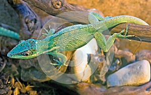 Green tree skink 1