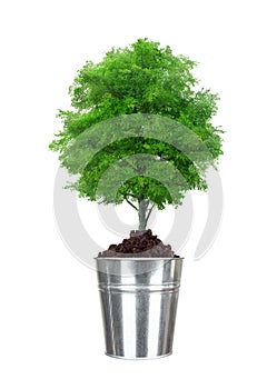 Green tree in small metal bucket isolated on white