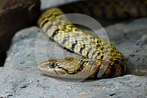 Green Tree snake