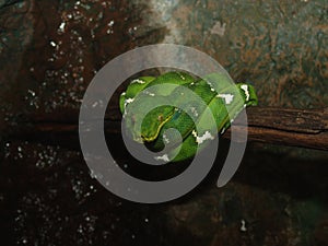 Green Tree snake
