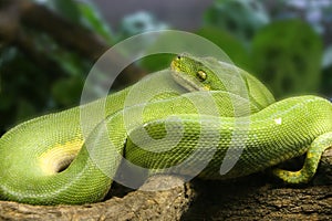 Green tree snake