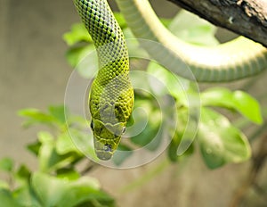 Green tree snake
