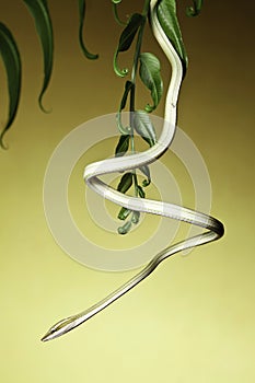 green tree snake amazon rain forest serpent photo