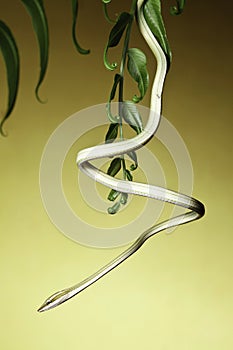 green tree snake amazon rain forest serpent
