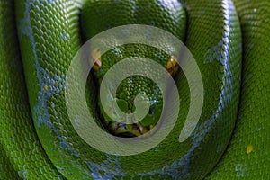 Green Tree Snake