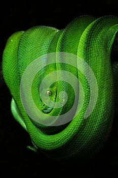 Green tree snake