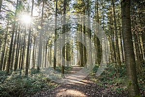 Green tree spooky mystical forest background, beautiful view fresh pines trees and floor in Germany Europe