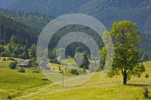 Green tree standing in blue mountains and shepherds houses on gr