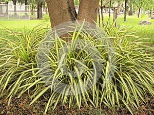 Green tree standing under a big tree