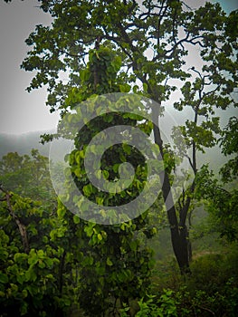 Green tree stands inside jungle in India, Green plant in india, green tree photo
