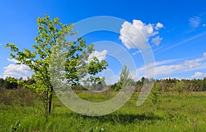 green tree in steppe