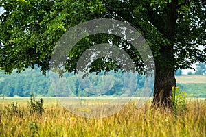 Green tree on the summer meadow