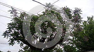 Verde un árbol naturaleza nube el cielo 