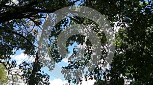 Verde un árbol naturaleza nube el cielo 