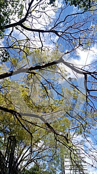 Verde un árbol naturaleza nube el cielo 