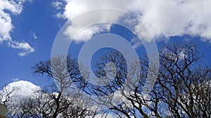 Verde un árbol naturaleza nube el cielo 